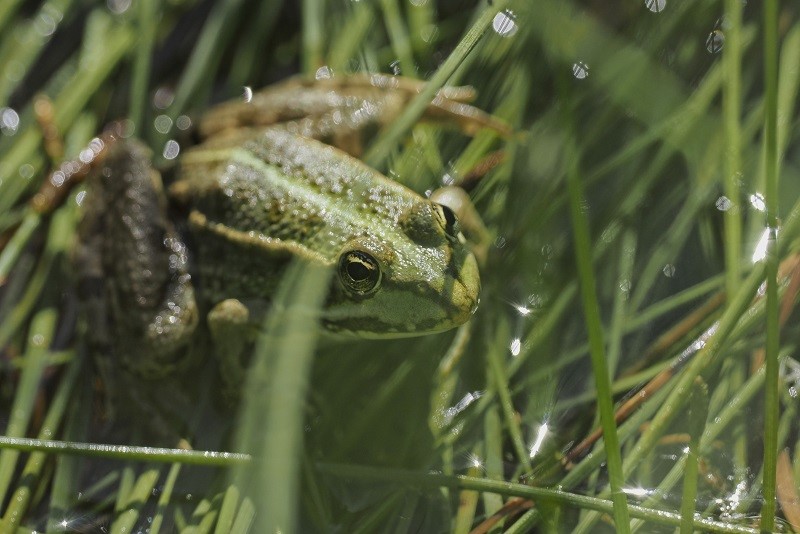 Environnement : un nouvel habitat pour les amphibiens